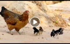 ویدیو/ نبرد جانانه مرغ با عقاب