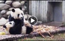 ویدیو/ نمایش گروهی از خرس های پاندا در چین