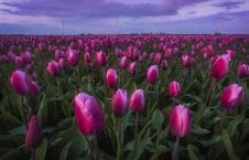 تصاویر/ بهشت گل ها در هالند