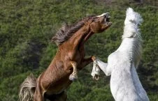 تصاویر/ درگیری اسب های وحشی