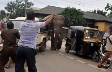 فیل وحشی 226x145 - تصویر/ دویدن فیل وحشی در سرک های هند