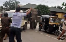 تصویر/ دویدن فیل وحشی در سرک های هند