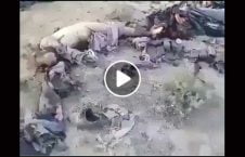 ویدیو اجساد طالبان پاکستان غزنی 226x145 - ویدیو/ اجساد قطعه سرخ طالبان و مزدوران پاکستان در غزنی