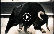 ویدیو حمله گاو خشمگین پولیس 226x145 - ویدیو/ حمله گاو خشمگین به پولیس