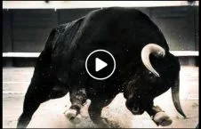 ویدیو/ حمله گاو خشمگین به پولیس