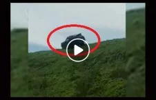 ویدیو/ سقوط وحشتناک موتر به پایین جنگل