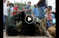 ویدیو/ جنایت بیرحمانه علیه سگ ها در چین