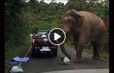 ویدیو/ حمله فیل گرسنه به موترها