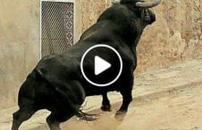 ویدیو حمله گاو جوان هندی پوهنتون 226x145 - ویدیو/ حمله گاو عصبانی به یک جوان هندی در پوهنتون