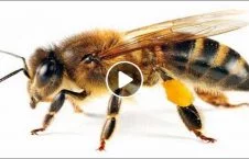 ویدیو/ لانه سازی عجیب زنبورها