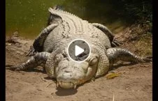 ویدیو/ لحظات وحشتناک کشته شدن انسان توسط تمساح (18+)