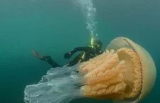 تصویر/ بزرگ ترین عروس دریایی دنیا
