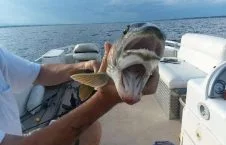 تصویر/ کشف یک ماهی عجیب الخلقه در امریکا