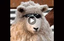 ویدیو/ انتقام گوسفندان از انسان ها