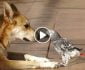 ویدیو/ تقلید صدای طوطی از سگ های نگهبان