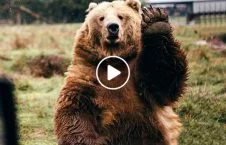 ویدیو/ لحظه ورود خرس به یک منزل مسکونی در امریکا