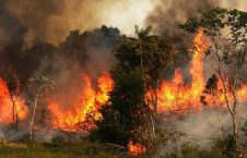 جنگل آتش 226x145 - اثرات مخرب آتش سوزی جنگل‌های آمازون بر جو زمین