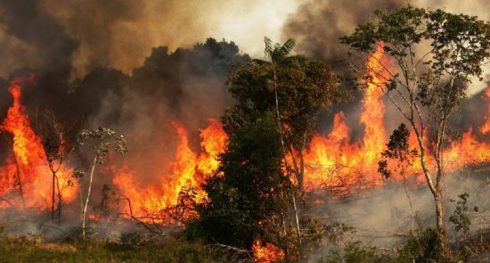 جنگل آتش 550x295 - اثرات مخرب آتش سوزی جنگل‌های آمازون بر جو زمین