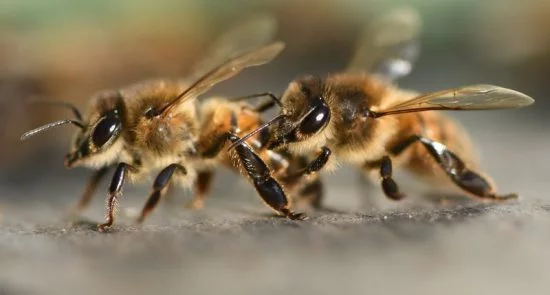 حمله زنبور‌ها به طیاره هندی!