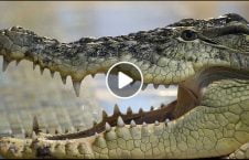 ویدیو تربوز تمساح 226x145 - ویدیو/ تربوز خوردن تمساح