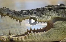 ویدیو/ تربوز خوردن تمساح