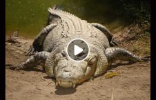 ویدیو تمساح نظامی امریکا 226x145 - ویدیو/ لحظه ورود یک تمساح به پایگاه نظامی امریکا