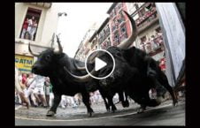 ویدیو حمله گاو زن چین 226x145 - ویدیو/ حمله وحشتناک گاو به یک زن در چین