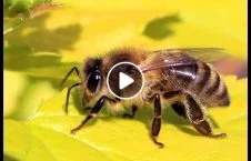 ویدیو/ زنبورهایی که یک مسابقه فوتبال را متوقف کردند!