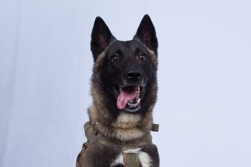 سگ داعش - تصویر/ ترمپ عامل شناسایی عملیات علیه رهبر داعش را ستود