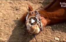 ویدیو/ حرکات عجیب و باورنکردنی یک اسب