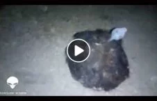 ویدیو/ کشف یک حیوان عجیب الخلقه در روسیه
