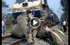 ویدیو/ صحنه دلخراش تصادف یک فیل با قطار