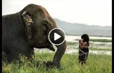 ویدیو/ دوستی فیل با انسان