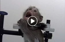 ویدیو/ زجردادن حیوانات توسط یک کمپنی در جرمنی