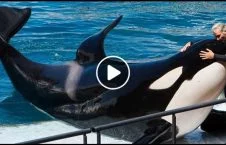 ویدیو/ نهنگی که می تواند حرف بزند
