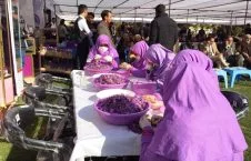 پنجمین جشنواره گل زعفران در ولایت هرات