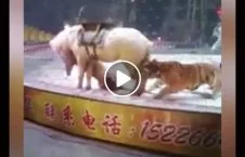 ویدیو/ لحظه حمله ببر به اسب در سیرک