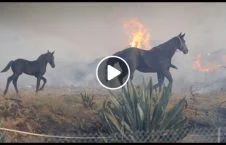 ویدیو/ وقوع یک اتفاق زیبا در آتش سوزی های امریکا