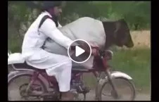 ویدیو/ قاچاق گاو با موترسایکل توسط این مرد پاکستانی