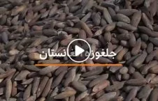 ویدیو/ در آمد صدها ملیون دالری پاکستان از صادرات جلغوزه افغانستان