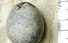 قدیمی ترین تخم مرغ های دنیا