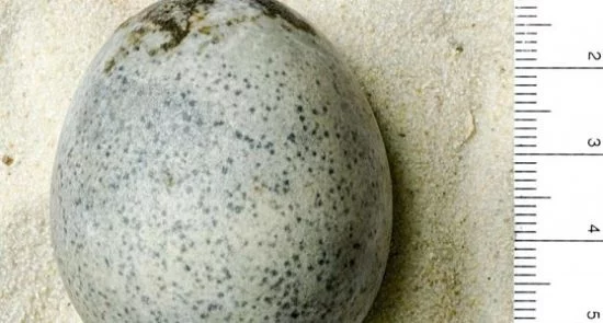 قدیمی ترین تخم مرغ های دنیا