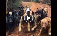ویدیو/ لحظه وحشتناک حمله 8 سگ به یک جوان روسی