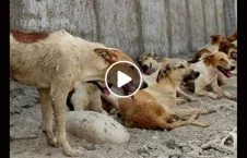 ویدیو/ حمله سگ های وحشی به یک مرد هندی
