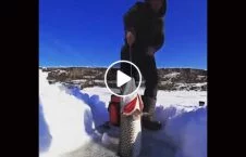 ویدیو/ صید ماهی غول پیکر توسط یک ماهیگیر حرفوی