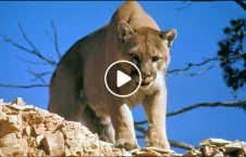 ویدیو/ لحظه فرار گوزن از چنگال شیر وحشی