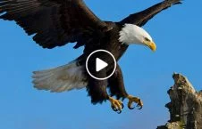 ویدیو/ لحظه شکار مرغ دریایی توسط عقاب