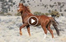 ویدیو له مرد گادی اسب وحشی 226x145 - ویدیو/ له شدن یک مرد در زیر گادی اسب وحشی