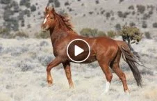 ویدیو/ له شدن یک مرد در زیر گادی اسب وحشی