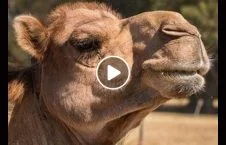 ویدیو/ ترس عجیب یک عرب از شتر